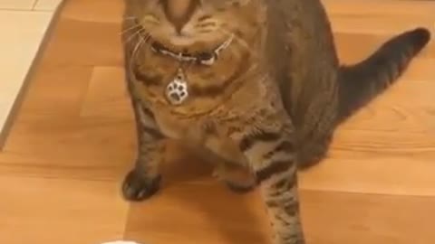 Watch the cat how to order food funnycat a lot