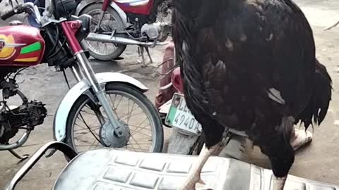 Beautiful Rooster 🐓 Video By Kingdom of Awais