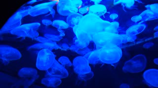 Jellyfishes floating freely in the water