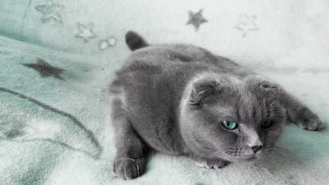 Awesome Cute Cat Background Video 4K - - Free download Cute Cat Videos