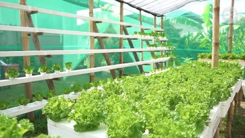 How This 21-Year-Old Started Hydroponics Farming With Only 1k Capital | Real Stories Real People |OG