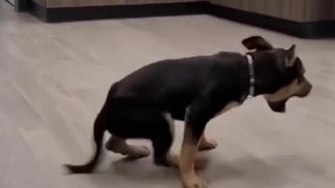 Happy Dancing Dog