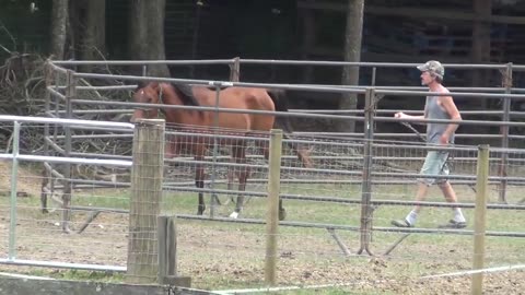 Rescued Arabian Filly's Progress After One Year