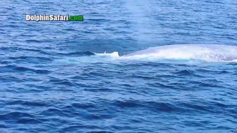 Dana Point Whale Watchers Have Exciting Up-Close Encounter with Blue Whale