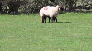 Baby Sheep Running To Mother For Morning Milk Time Feeding