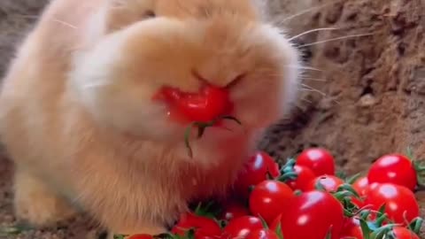 Rabbit eating tomatoes🐇🐇🐰