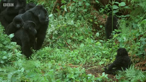 Robot spy gorilla infiltrates a wild gorilla troop| spy in the wild BBC