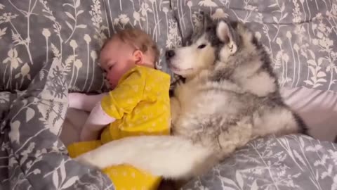 Husky & Baby Fell In Love From Day One!😭. [OUR CUTEST CLIPS!!]