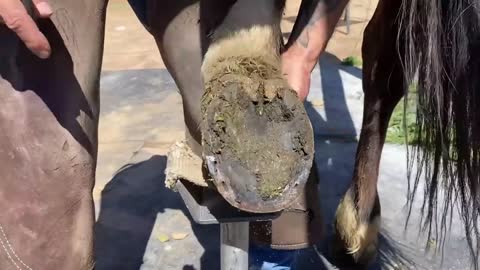 A veterinarian who restores horseshoes