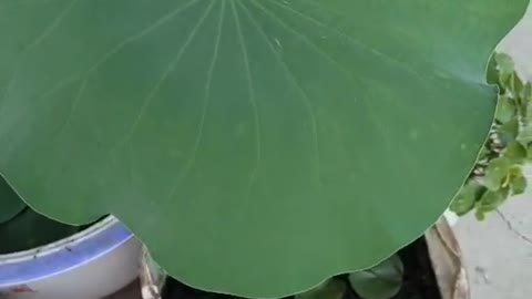 The lotus leaf grown in the small yard