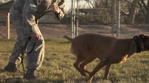 indan military dogs treaning