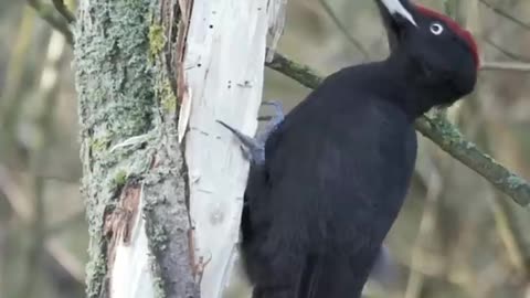 Woodpecker picking ASMR