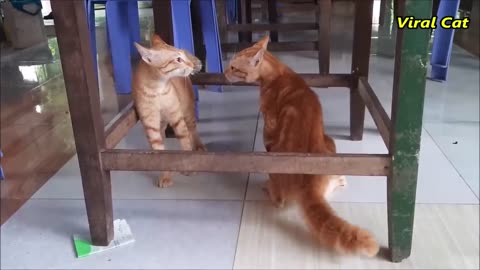 Funny Cats fighting #enjoyable #funny #moment