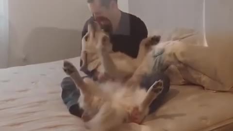 Dog Does Trust Fall