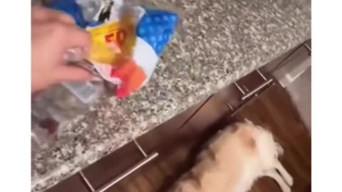 Watch this Hilarious Dog Video That Will Make You Laugh Out Loud