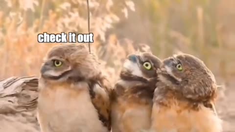 owl are talking to each other in owl city.