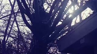 "Omg Calico Cat Stuck In My Tree"🤗🐱🐾😇♥️🎶🎤