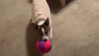 Princess gets a new ball