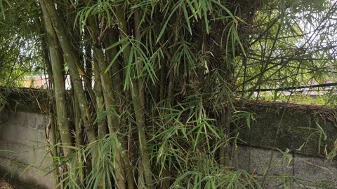 Small Green Bamboo Tree