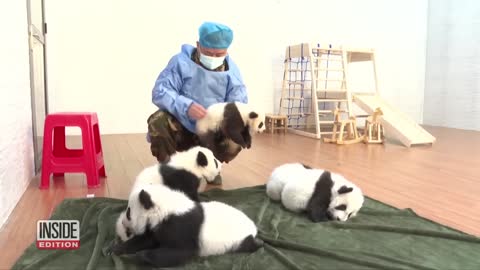 6 Baby Giant Pandas Are 'Naughty'