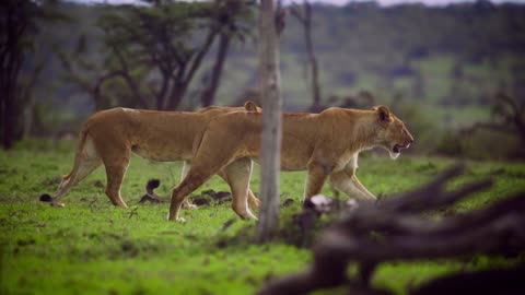 Couple of lions in love taking each other for a walk after the hunt