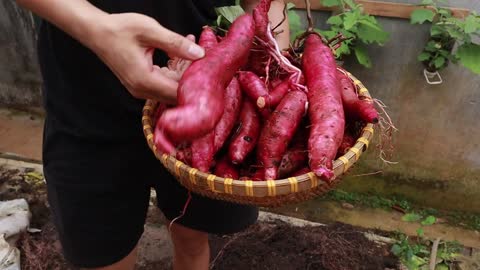 The experiment of growing sweet potatoes on terraces was surprising