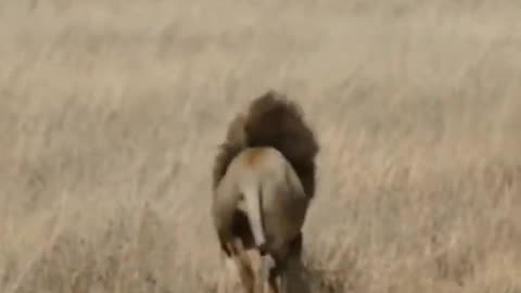 "Adorable Lion Cubs Meet Their Dad for the First Time"