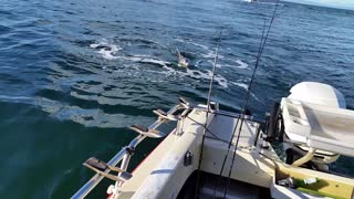 Why you shouldn't feed Dolphins - Whyalla, South Australia