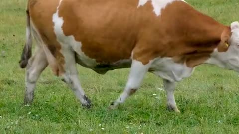 5 Intersting fact about Cow