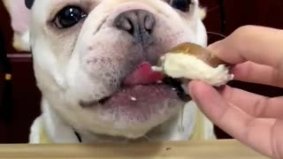 Dog Eating Vegetable & Chicken Meat ASMR