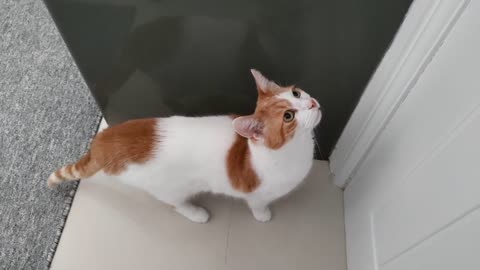 Cat Meowing To Go Outside