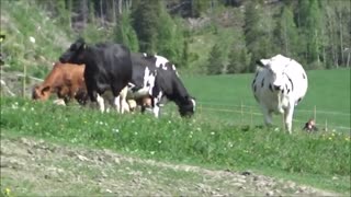 Lehmät pääsi laitumelle Vakkamäessä