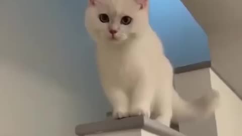 funny cat