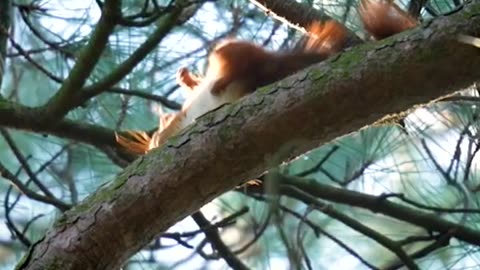 The elusive red squirrel