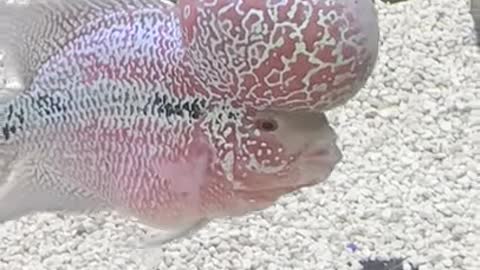 Are you ever see the Flowerhorn Cichlid fish #shorts #subscribe #explore #flowerhorn #fish #fishing