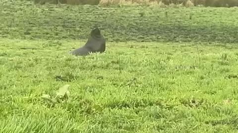 Sea Lion Shows Up at a Dairy Farm