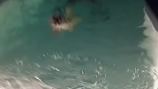 Teach your dog how to swim