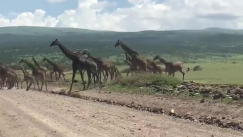 Giant Giraffe Herd Crosses the Road