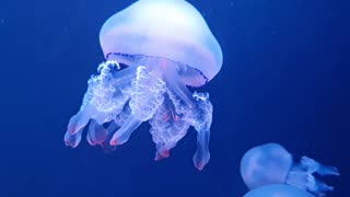 Jellyfish amazing in the water