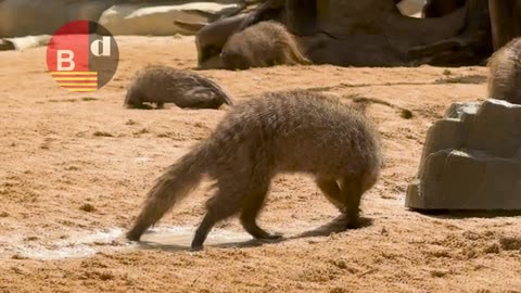 El Zoo de Barcelona adapta los cuidados de los animales por la subida de las temperaturas