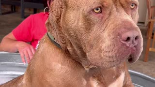 BIGGEST XL XXL REDNOSE AMERICAN BULLY ON EARTH | MANMADE KENNELS KING LEONIDUS JR.