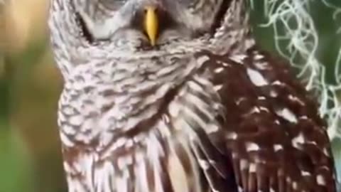 Barred owl_owlbird_funny_ naturelovers_eyes