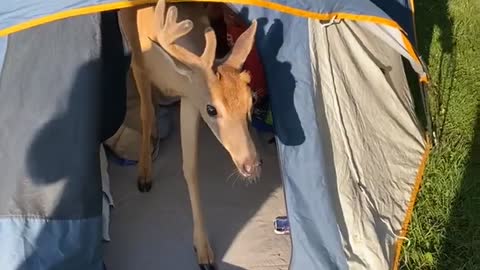 Deer Joins Campers in Tent