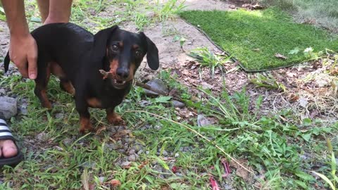 Crusoe's 4-Day Recovery Progress After Back Surgery