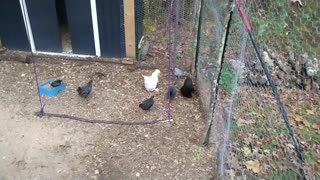 #Chickens found a #mouse!
