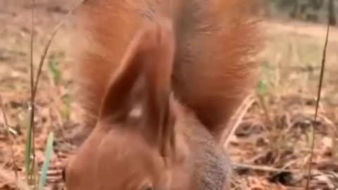 Squirrel video.