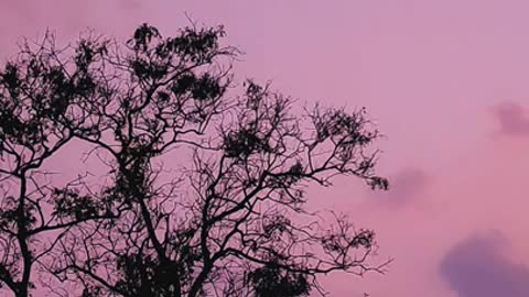 Beautiful twilight moon in a pink sunset sky