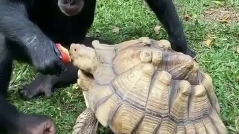 Friendship knows no boundaries. A monkey treats a hungry turtle with an Apple 🍎