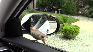 Bird furiously obsessed with car mirror reflection