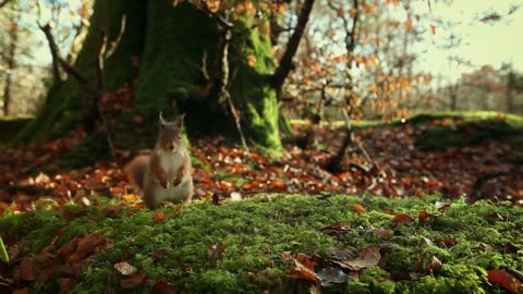 Red Squirrels The Secret Life of the Shannon RTÉ Goes Wild